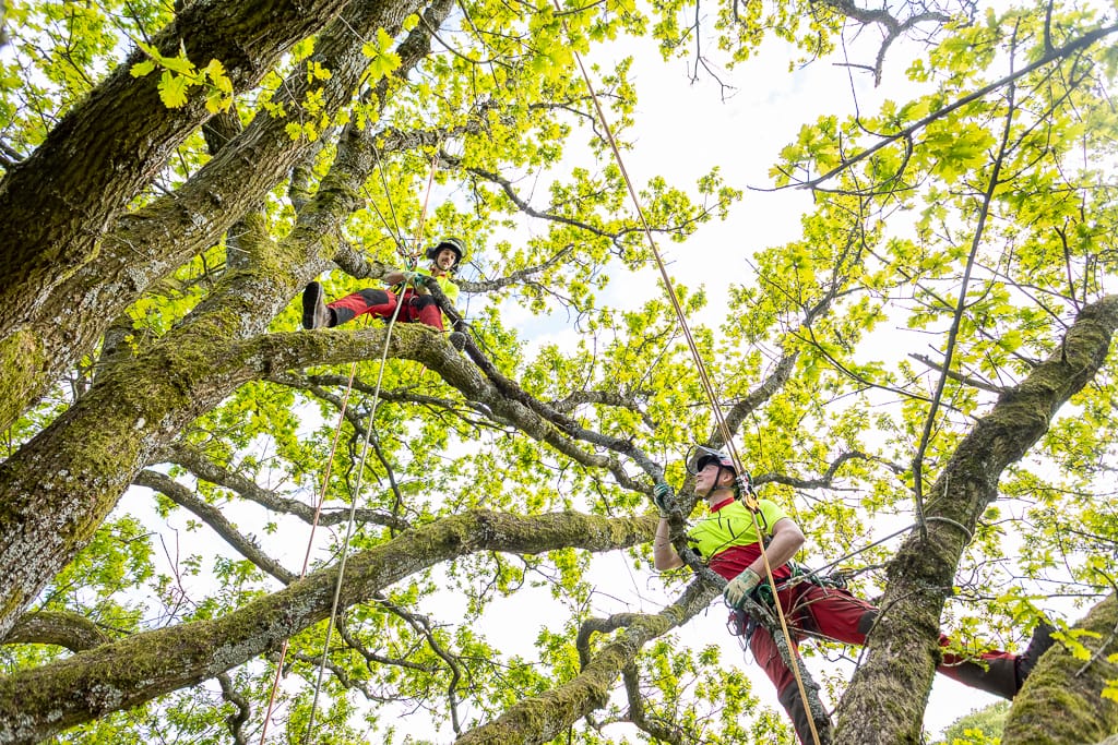 Beide Mitarbeiter sind im Baum fotografiert.