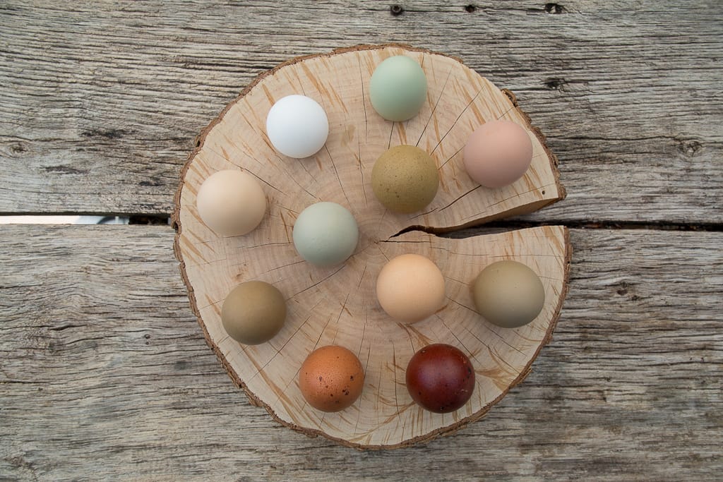 Bunte Eier von oben auf einem Tisch angerichtet.