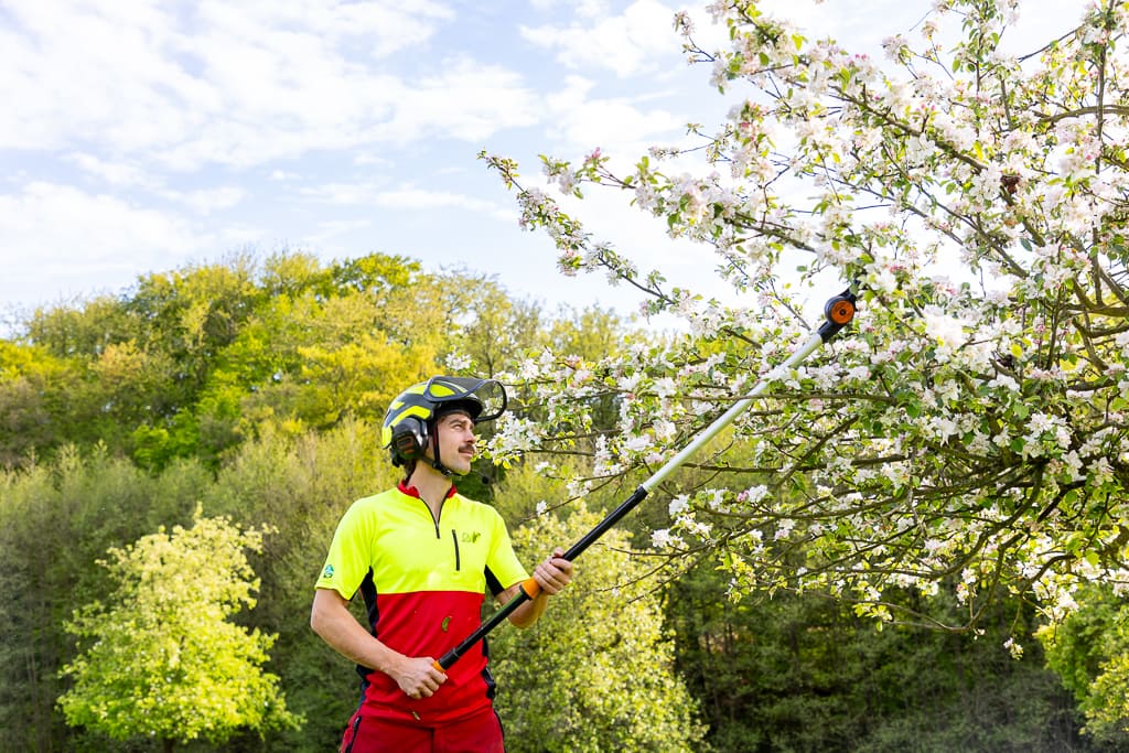 Ein Obstbaum wird beschnitten