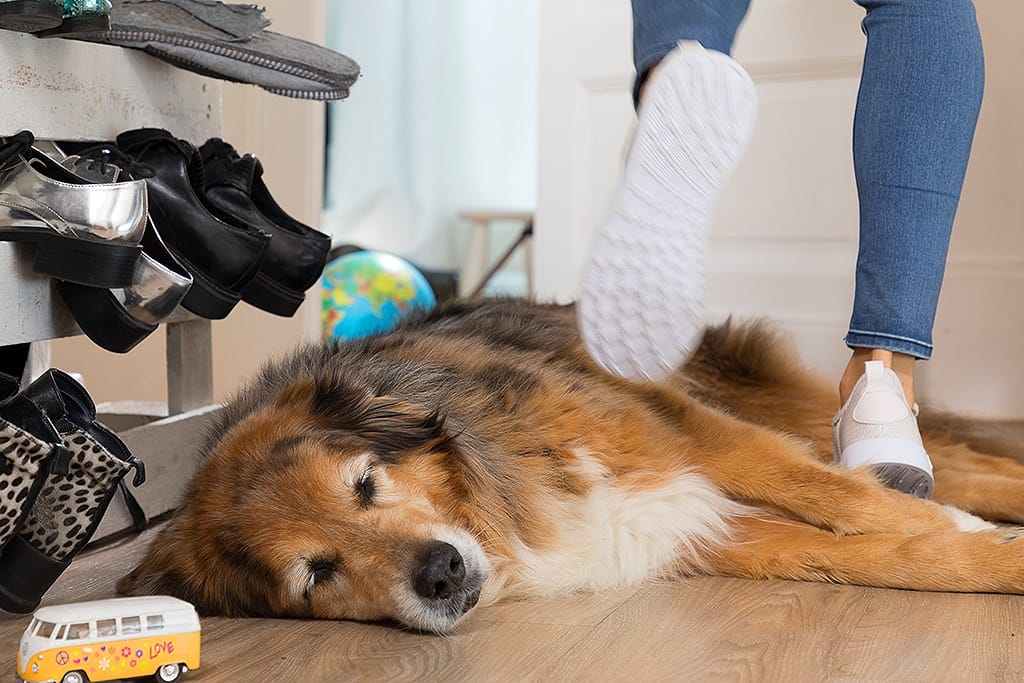 Werbeshooting. Ein Hund liegt auf dem Boden.