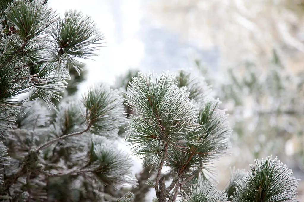 Zirben - nah fotografiert