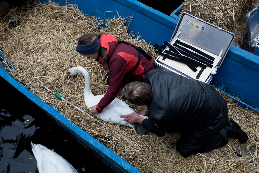 Ein Schwan wird ins Boot gebracht - Lifestyle Fotografie Köln