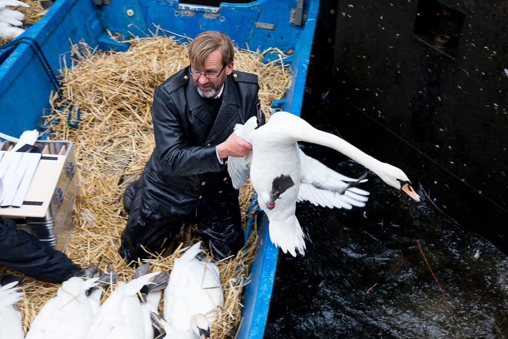 Ein Schwan wird gefangen