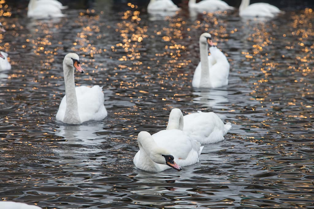 Schwäne auf der Alster