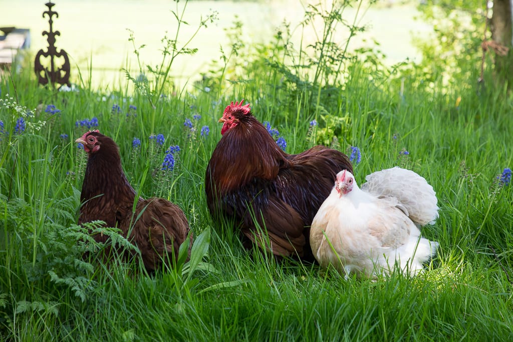Hühner auf der Wiese